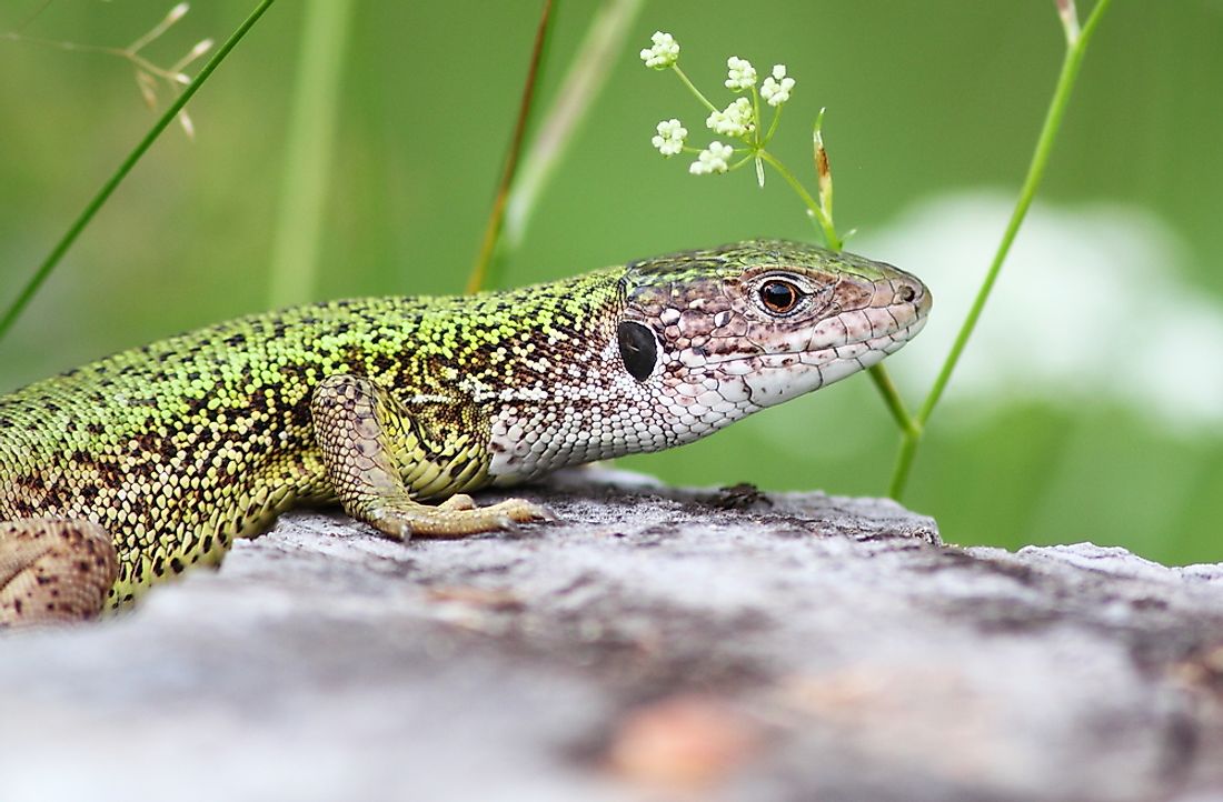 Sand lizard. 