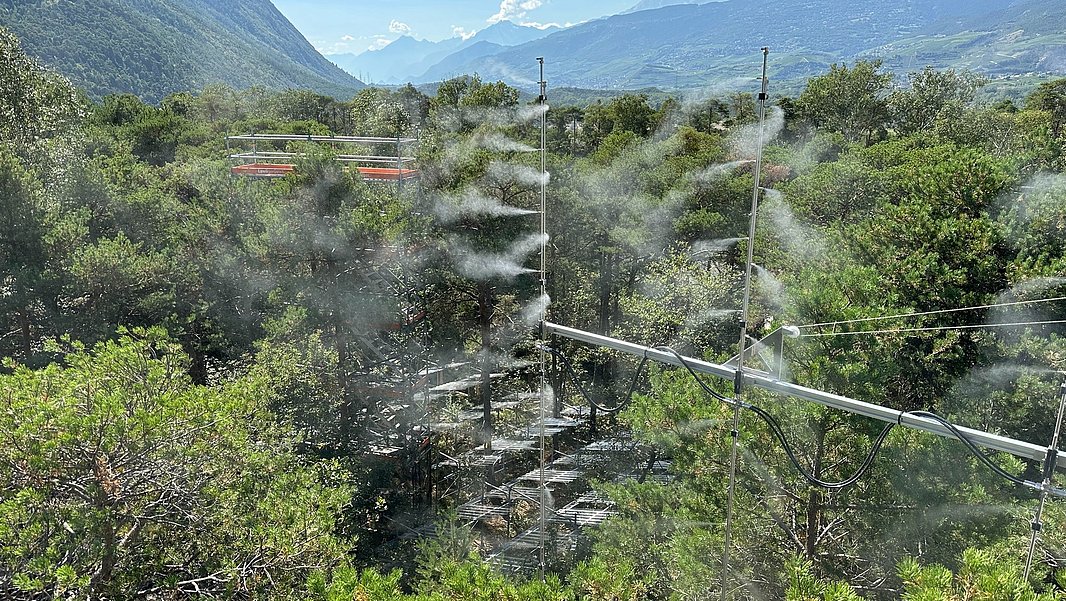 Auf Gerüsten montierte Düsen sprühen mit Hochdruck winzige Wassertropfen in die Luft, die sogleich verdunsten und somit in den Baumkronen das Dampfdruckdefizit, den «Durst» der Luft, reduzieren. Gleichzeitig wird die Bodentrockenheit mit Hilfe einer Bewässerungsanlage und Regendächern manipuliert. (Foto: M. Schaub) 