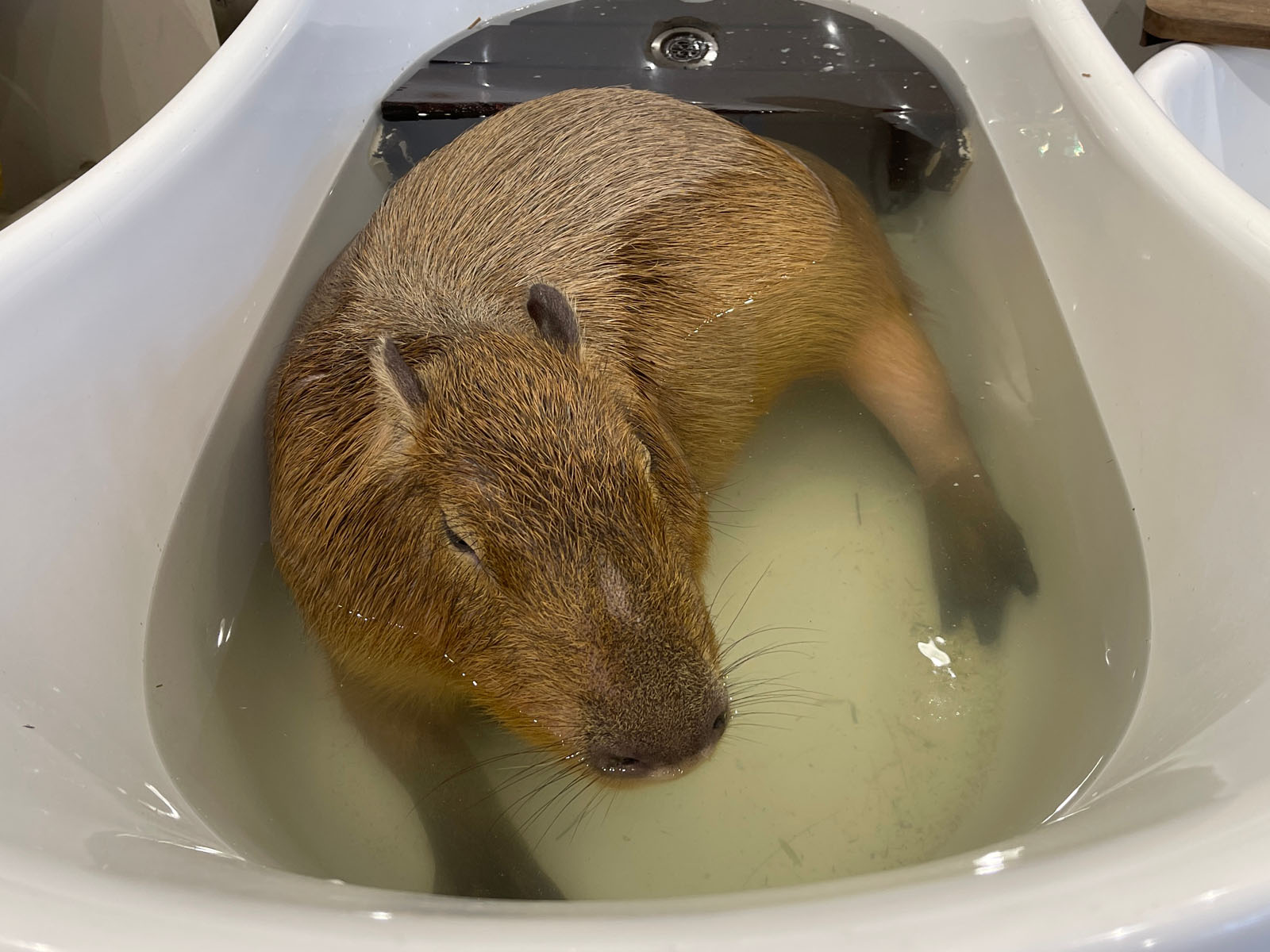 屋内型動物園「アニタッチ」でカピバラ・ワオキツネザルなどたくさんの動物と触れ合ったよ！／横浜ワールドポーターズ