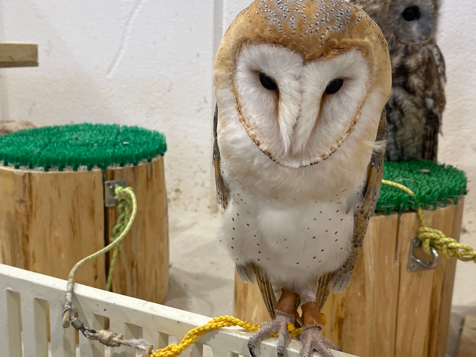 屋内型動物園「アニタッチ」でカピバラ・ワオキツネザルなどたくさんの動物と触れ合ったよ！／横浜ワールドポーターズ