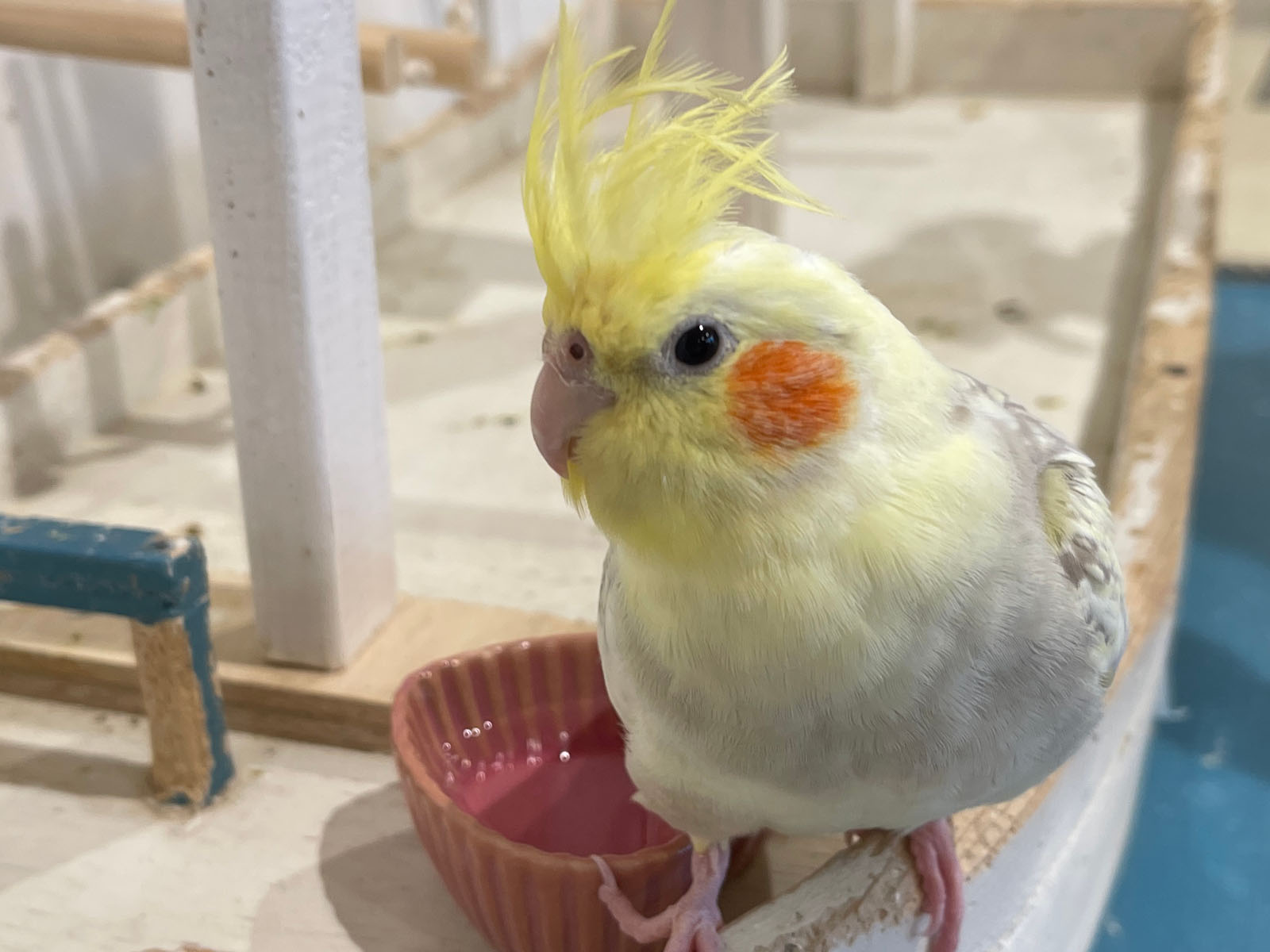 屋内型動物園「アニタッチ」でカピバラ・ワオキツネザルなどたくさんの動物と触れ合ったよ！／横浜ワールドポーターズ