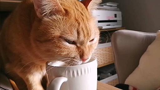 目を離した隙に飼い主さんの白湯を猛烈な勢いで飲みまくる猫さん「冬はお湯を出せと言われる」