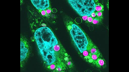 紅藻の葉緑体をハムスターの細胞に移植、光合成の初期反応を確認