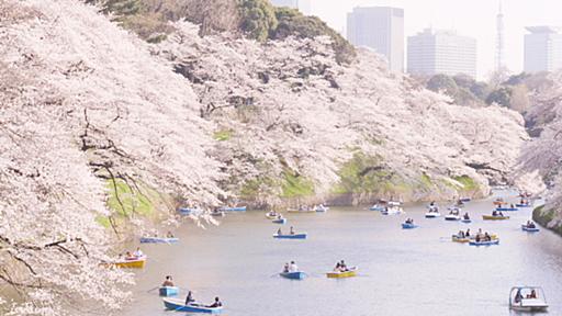 千鳥ヶ淵の桜をルミックスDMC-GM1で撮影♪ - 花が好き!!