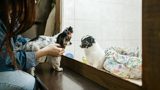 ペットショップの犬猫展示販売や水族館のイルカショーを禁ずる法律が可決される