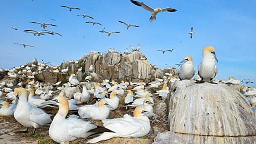 世界に広がる鳥インフル、南極でも初確認、各地で動物が大量死