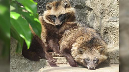 外国人が言ってた「日本には小さくて可愛い生き物ばかりいる、ずるい」→理由はこれ？「確かに熊くらいしか大型がいない」