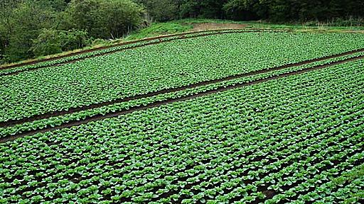 カヲル「二毛作はいいねぇ、リリンが生み出した農業の極みだよ」 : もみあげチャ〜シュ〜