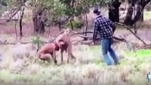 【動画】 カンガルーに愛犬を襲われた男、カンガルーの顔面にパンチ！ : 痛いニュース(ﾉ∀`)