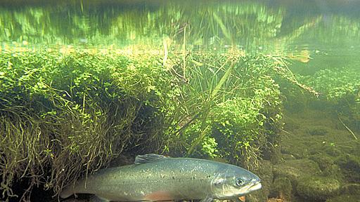 ふ化放流で野生サケの繁殖率低下、利益より悪影響に懸念 アイルランド研究