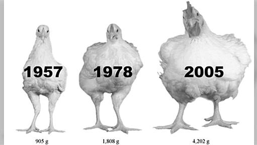 ニワトリは動物性たんぱく質を生産するシステムとして効率が高すぎるが最近ではここまで巨大化しておりもうわけがわからない「人造肉が太刀打ちできない」