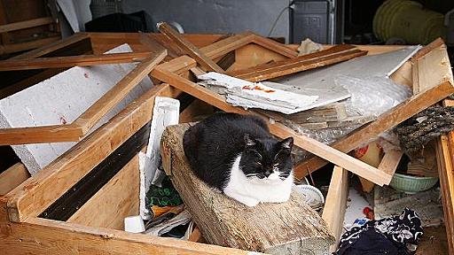 「猫の島」田代島、壊滅的な被害にも猫は生き延びていた