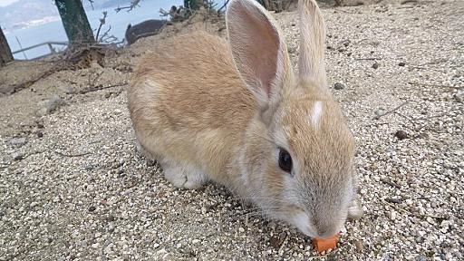 「ウサギ食文化復活の狼煙」にやっぱり出た　「やめろぉぉぉぉ」「カワイイのに」の声