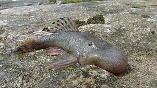 「奇妙な」ぶよぶよ頭の魚に水陸両生のネズミ、新種２７種見つかる　ペルー