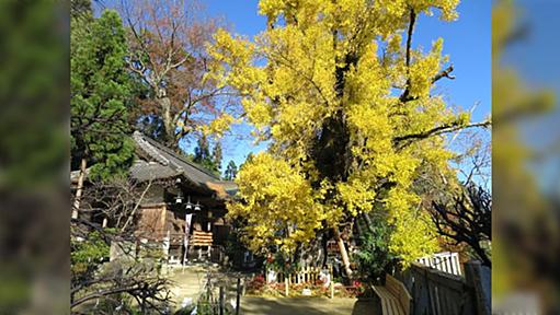 なぜ「神社寺に銀杏が多いのか」は銀杏が燃えにくいからという話…寺や神社の防火エピや東大や街路樹に多い理由も