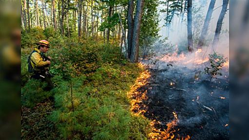 カリフォルニア州は度々大火災に見舞われてるけど最先端技術でどうにかならんの？→住宅開発の事情が関わっていそう