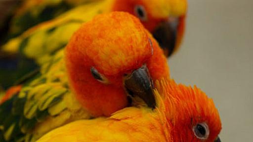 カラフルなインコを舐めるように撮った - ココロ社