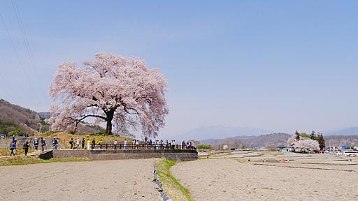 山梨県韮崎市の「わに塚の桜」のお花見♪ - 花が好き!!