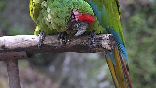 【Animal and Cactus ①】Double Macaw - Circulation - Camera