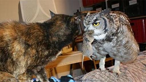 怪我したミミズクを保護したら、恩返しにネズミやヘビを狩ってきて家族に振舞うようになった。 | カラパイア