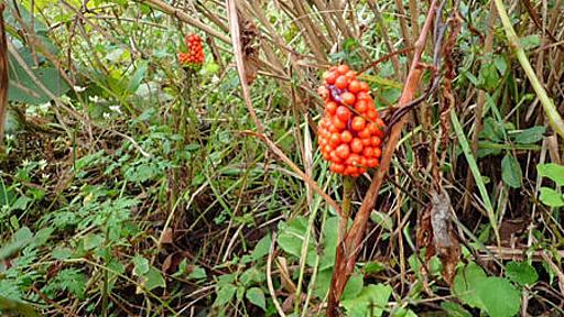 マムシグサとその仲間は救荒植物の皮を被った破壊神だった