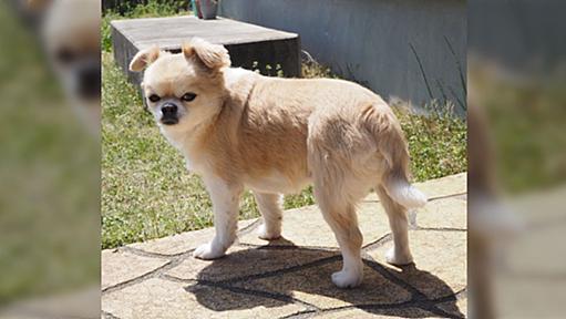 今年も狂犬病の予防接種の季節がやってきたねぇ！！！！！注射がんばった犬たち