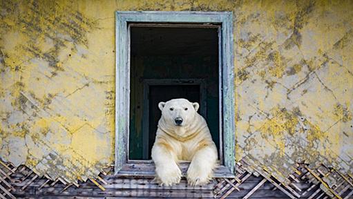 シロクマが廃墟に移り住んでいた。現実離れした北極の世界をカメラが捉える