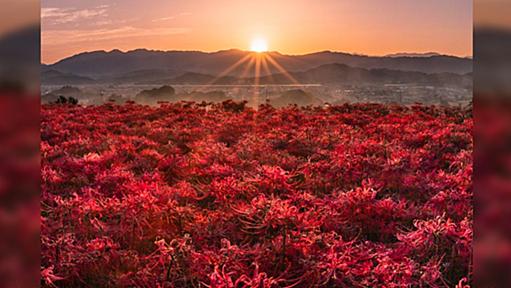 「奈良県には最強に美しい彼岸花の絨毯がある」→そこ、現在は私有地に侵入されたので全部刈り取られてます