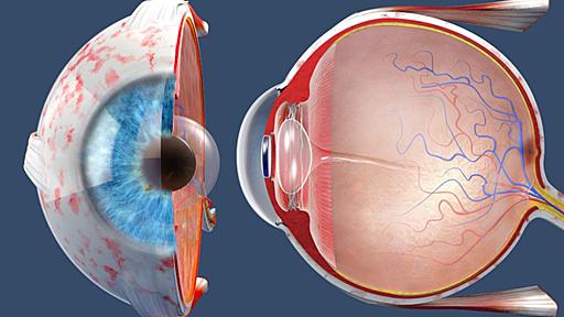 遺伝子治療で「視力」を100倍改善させることに成功 - ナゾロジー