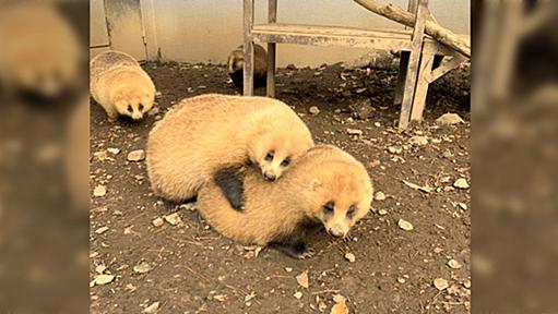 たくさん脂肪を蓄えてきたニホンアナグマ4頭、だんだんと動作が緩慢になってきたためもうすぐ冬眠に「こんなに可愛かったんだ」