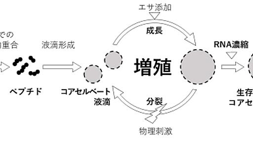 生物の先祖はどうやって増殖する能力を得たのか　100年前の仮説を広島大が初解明