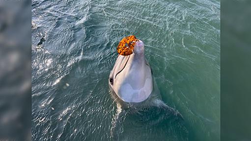 イルカが人間に巨大ナマコを「どうぞ！」海の中にあるものを持ってきてくれる動画とその理由