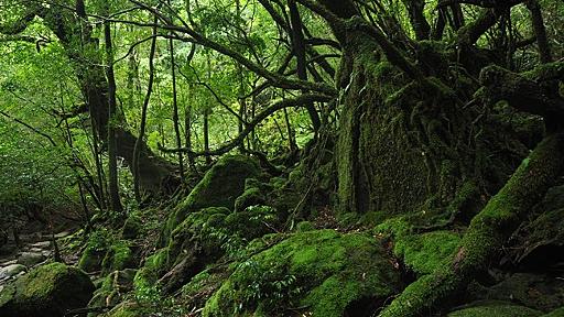 屋久島いったのでうｐ : まめ速