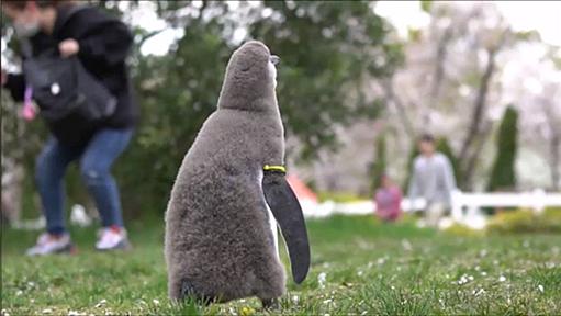 「ペンギンのヒナが初めて見る桜吹雪を不思議そうに眺めるだけの動画」に癒やされる人続出「かわいすぎて心洗われた」