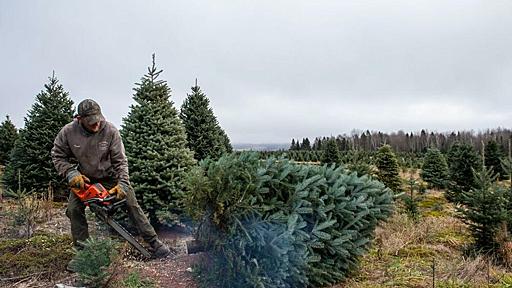 クリスマスツリー食べないで ベルギー食品安全庁が警告