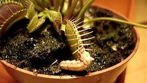 Dionaea muscipula vs Caterpillar