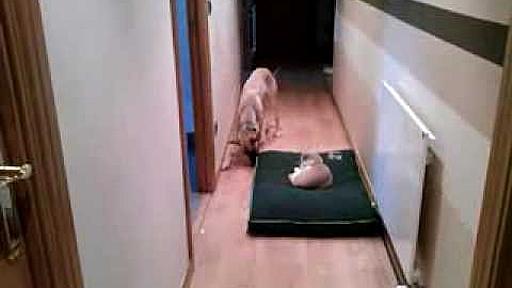 Cat steals dog's bed