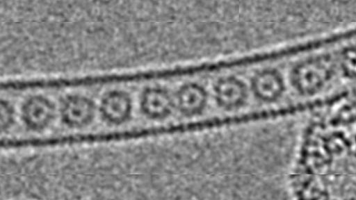 原子をナノチューブへ一列に閉じ込めた「一次元気体」の撮影に成功！ - ナゾロジー