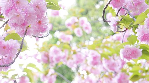 上野の八重桜。もうサクラは終わりですネ～ - 花が好き!!