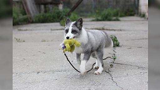 キツネ家畜化実験で人懐っこいキツネを育種していったら、犬のようなブチ模様が現れて興味深い「何のために？」