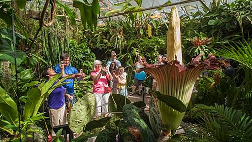 「死体の花」が相次ぎ開花、米植物園に見物客が殺到