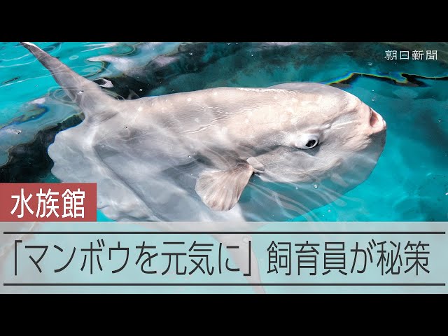 マンボウ、休館中にさびしくて体調不良？　飼育員のひと工夫で元気に