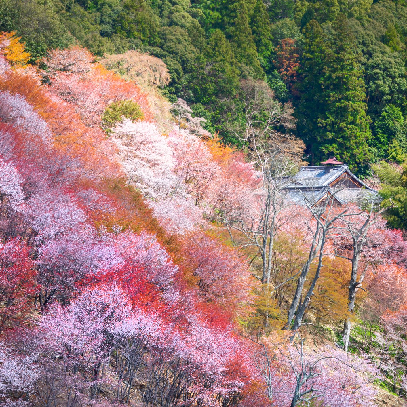 春爛漫！一度は訪ねたい吉野山・高遠・弘前の日本三大桜名所